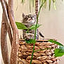 kitten, cat, plant, leaf, basket, woven, wood, furniture, indoor, curious, pet, animal, small, cute, furry, young, nature, green, texture, closeup
