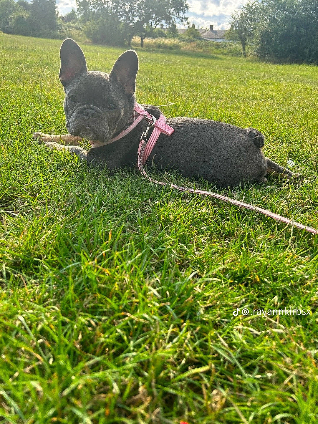 Bleu Lulu joined the competition — help win amazing prizes! carnivore, collar, companion_dog, dog, dog_breed, fashion_accessory, fawn, grass, grass_family, grassland, lawn, pasture, plant, prairie, shrub, sky, tail, tree, whiskers, working_animal