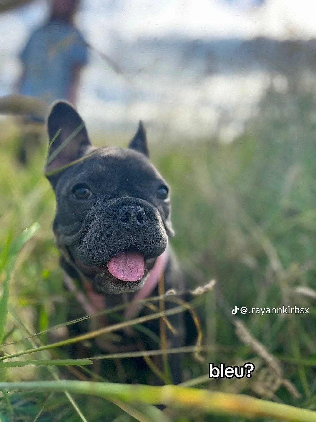 Bleu Lulu is registered to the contest to win money with this photo: bulldog, canidae, carnivore, companion_dog, dog, dog_breed, fawn, french_bulldog, grass, grassland, molosser, non_sporting_group, plant, snout, sporting_group, terrestrial_animal, toy_dog, whiskers, working_animal, wrinkle