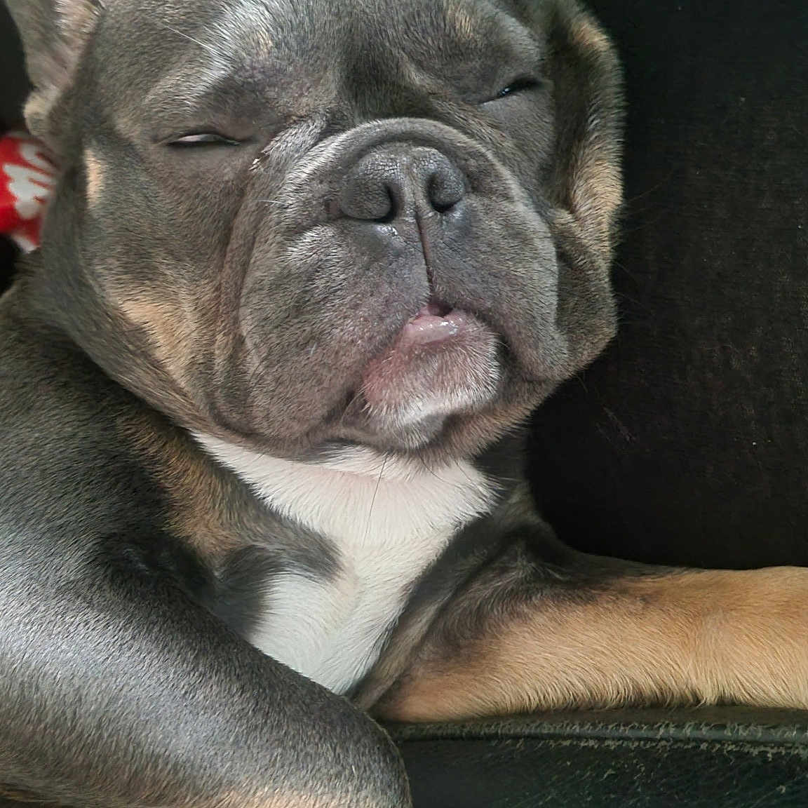 Bleu Lulu