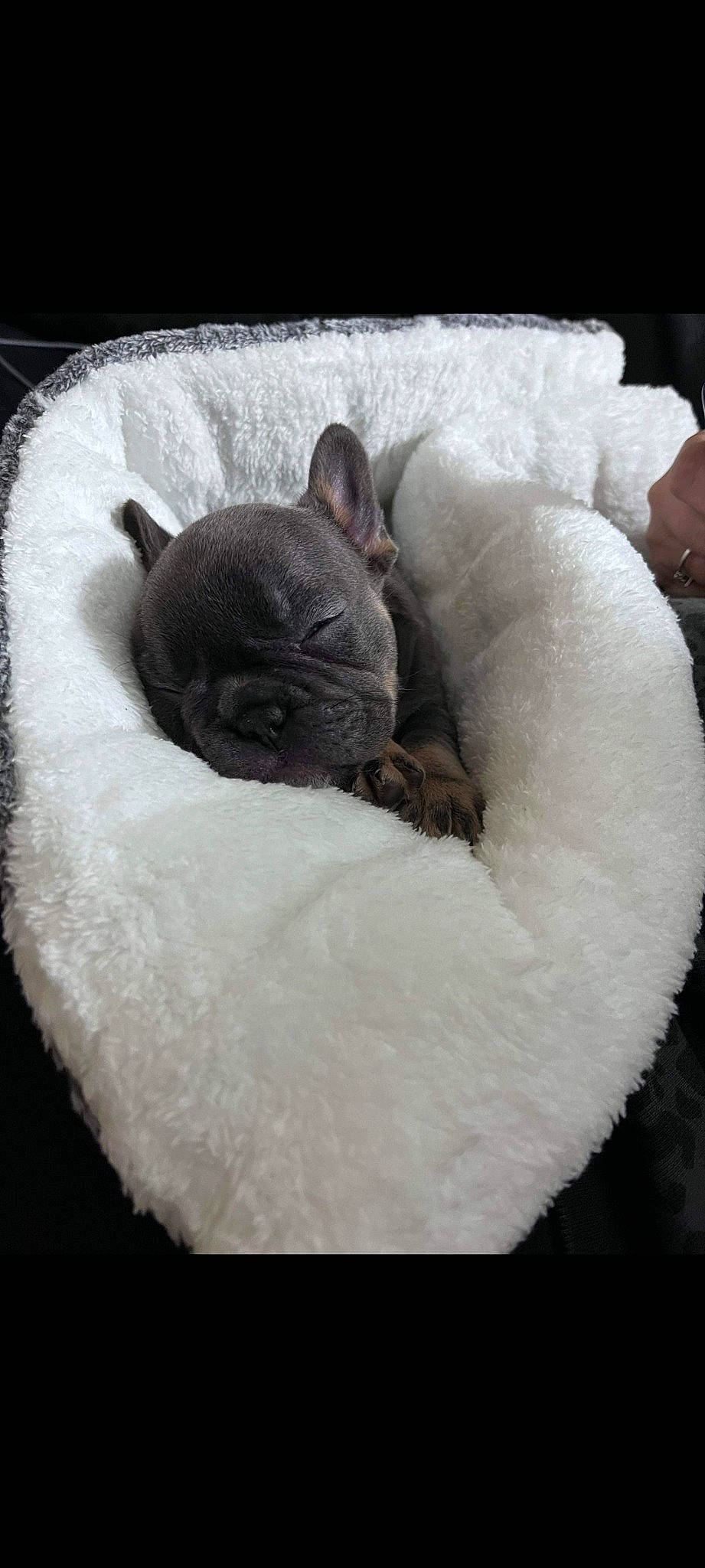 Bleu Lulu joined the competition — help win amazing prizes! cat_bed, chinchilla, comfort, dog_breed, domestic_rabbit, ear, felidae, fur, hare, paw, pest, rabbit, rabbits_and_hares, rodent, small_to_medium_sized_cats, snout, snow, tail, terrestrial_animal, whiskers