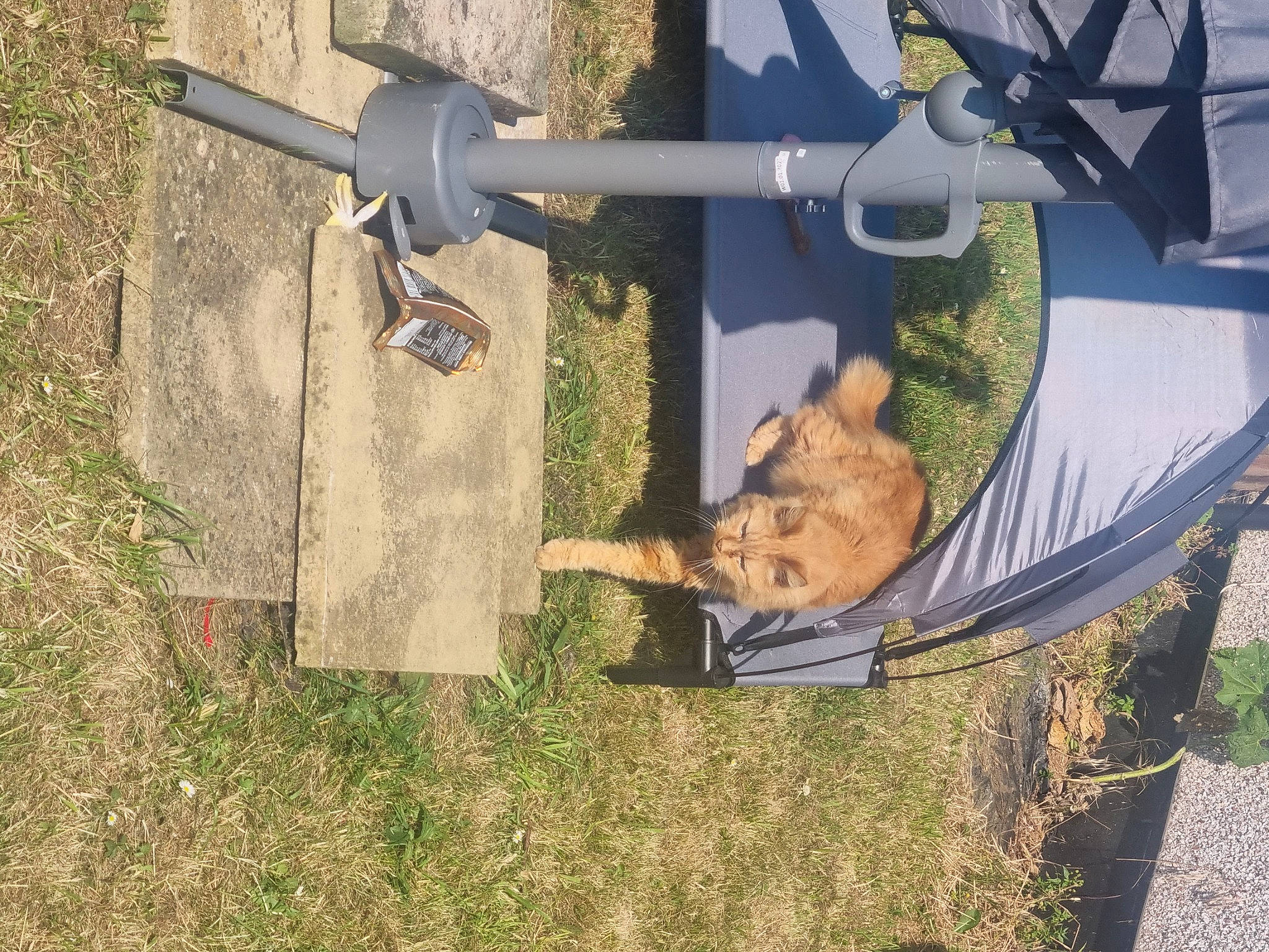 Gem joined the competition — help win amazing prizes! adventure, aircraft, art, aviation, carnivore, dog, fighter_aircraft, grass, ground_attack_aircraft, light_aircraft, military_aircraft, monoplane, plant, propeller, propeller_driven_aircraft, tree, vehicle, wing, wood