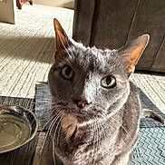 Violet is registered to the contest to win money with this photo: animal, carpet, cat, close_up, curious, domestic_cat, ears, feline, floor, fur, gray_cat, green_eyes, household, indoor, mat, nose, pet, shadow, water_bowl, whiskers