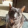 animal, carpet, cat, close_up, curious, domestic_cat, ears, feline, floor, fur, gray_cat, green_eyes, household, indoor, mat, nose, pet, shadow, water_bowl, whiskers