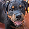 rottweiler, puppy, dog, smiling, happy, pet, animal, cute, indoor, floor, tile, black, brown, fur, face, ears, eyes, mouth, tongue, laying