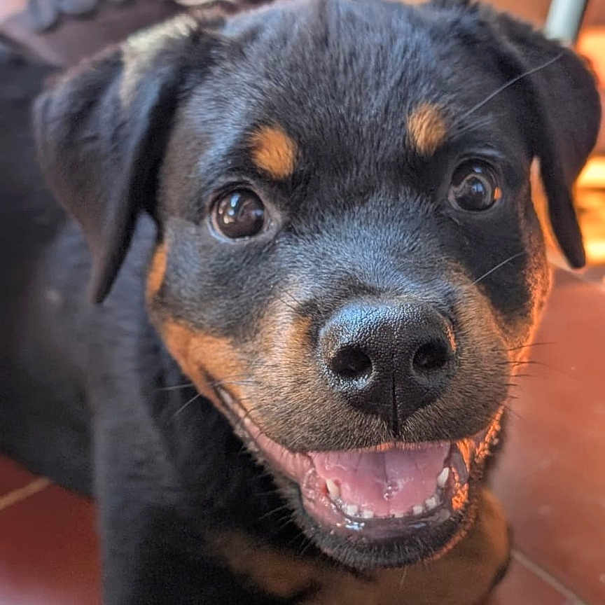 Luna a rejoint le concours — aidez-le/la à gagner de superbes lots ! rottweiler, puppy, dog, smiling, happy, pet, animal, cute, indoor, floor, tile, black, brown, fur, face, ears, eyes, mouth, tongue, laying