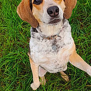 Louna participe au concours pour gagner de l'argent avec cette photo : animal, black, brown, canine, collar, cute, dog, ears, eyes, fur, grass, looking_up, muzzle, nature, nose, outdoor, pet, portrait, sitting, white