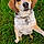 Louna