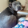 dog, gray_dog, pet, indoor, bed, resting, looking_back, furniture, lamp, curtains, table, floor, person, clothing, floral_pattern, colorful, relaxed, cozy, animal, home