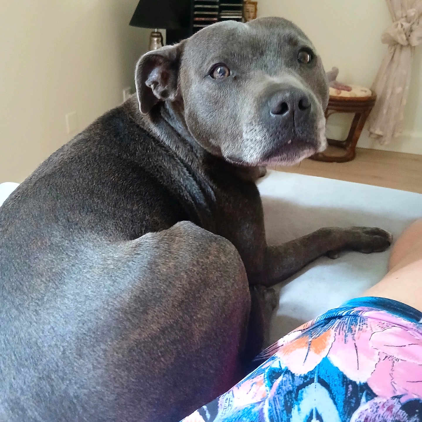 Taïna participe au concours pour gagner de l'argent avec cette photo : dog, gray_dog, pet, indoor, bed, resting, looking_back, furniture, lamp, curtains, table, floor, person, clothing, floral_pattern, colorful, relaxed, cozy, animal, home