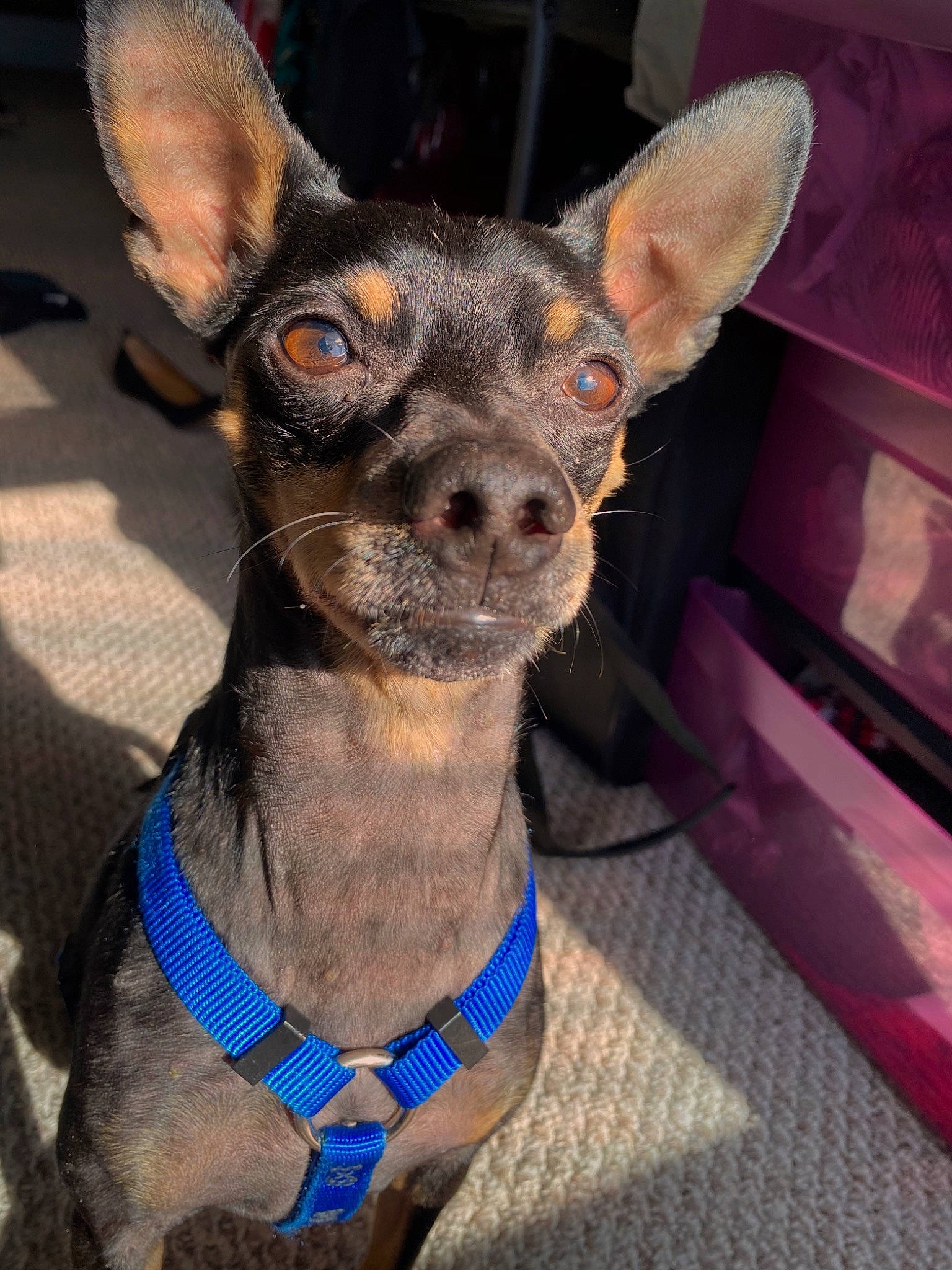 Oz joined the competition — help win amazing prizes! canidae, carnivore, chihuahua, collar, companion_dog, dog, dog_breed, dog_collar, dog_supply, ear, electric_blue, fawn, fur, head, russkiy_toy, snout, sporting_group, toy_dog, whiskers, working_animal