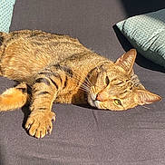 Symba a rejoint le concours — aidez-le/la à gagner de superbes lots ! cat, tabby, pet, animal, feline, claws, sunlight, cushion, relaxing, resting, striped, paw, ears, whiskers, domestic, indoor, sleepy, fur, closeup, laying