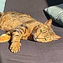 cat, tabby, pet, animal, feline, claws, sunlight, cushion, relaxing, resting, striped, paw, ears, whiskers, domestic, indoor, sleepy, fur, closeup, laying