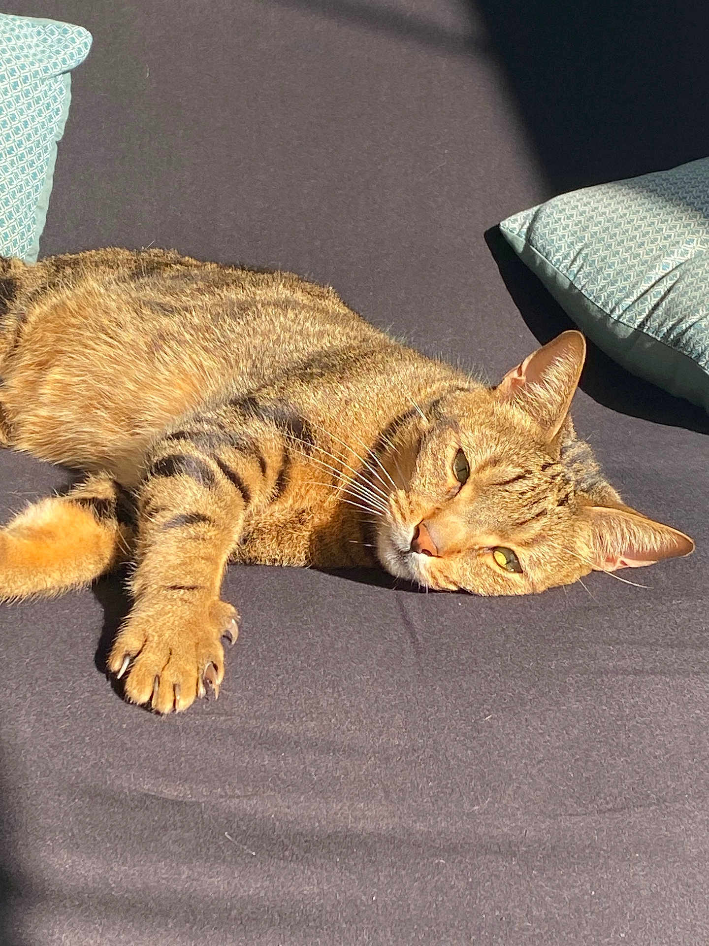 Symba a rejoint le concours — aidez-le/la à gagner de superbes lots ! cat, tabby, pet, animal, feline, claws, sunlight, cushion, relaxing, resting, striped, paw, ears, whiskers, domestic, indoor, sleepy, fur, closeup, laying