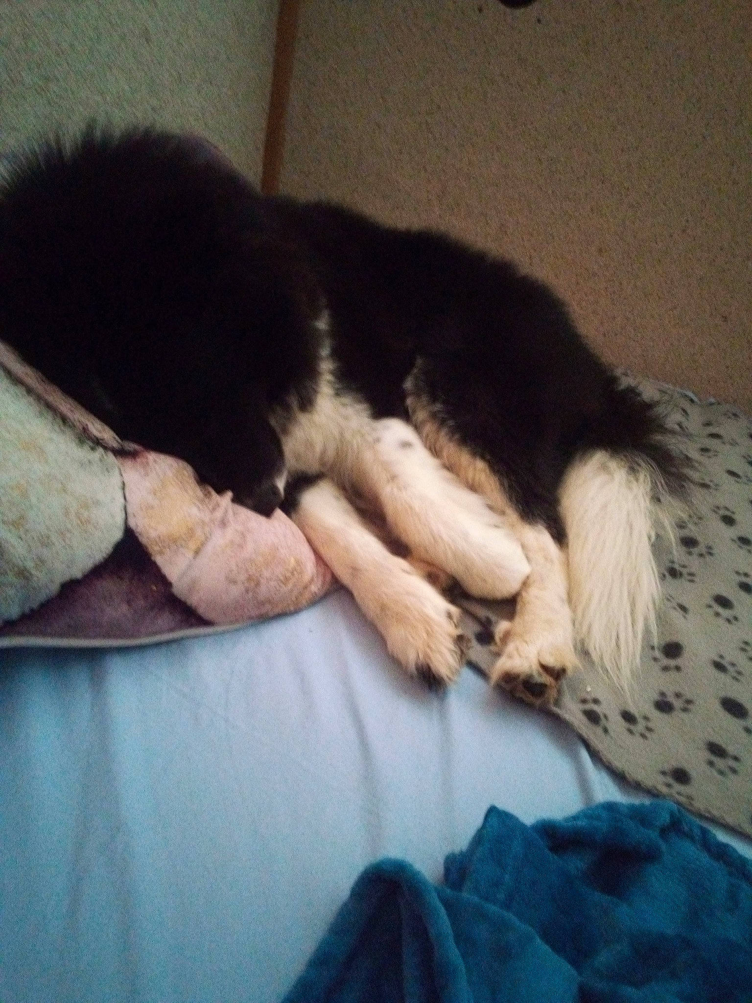 Oki a rejoint le concours — aidez-le/la à gagner de superbes lots ! carnivore, cloud, comfort, companion_dog, couch, dog, dog_breed, elbow, felidae, fur, gesture, human_leg, linens, sky, small_to_medium_sized_cats, snout, sporting_group, tail, tints_and_shades, whiskers