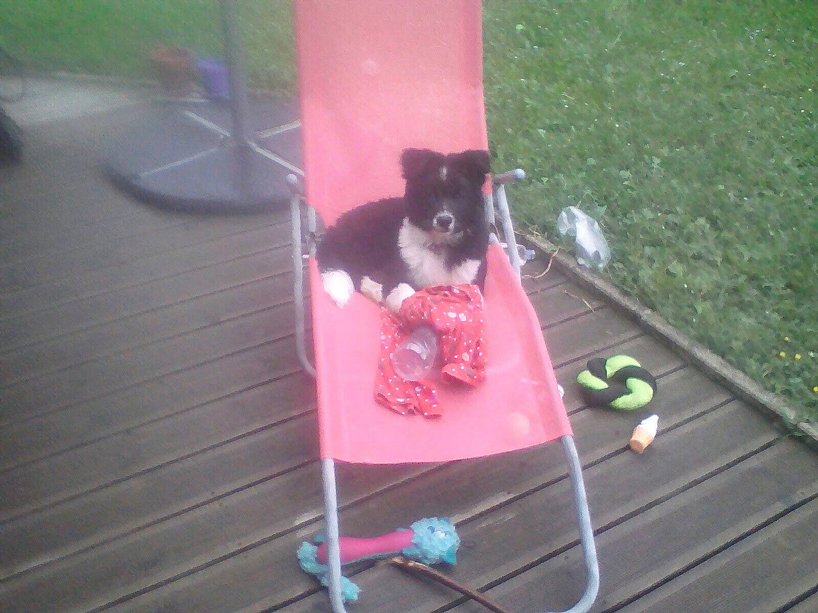 Oki a rejoint le concours — aidez-le/la à gagner de superbes lots ! canidae, carnivore, companion_dog, dog, dog_breed, dog_supply, fawn, flooring, grass, hardwood, leisure, magenta, pet_supply, recreation, sporting_group, sports_equipment, tail, toy, toy_dog, wood