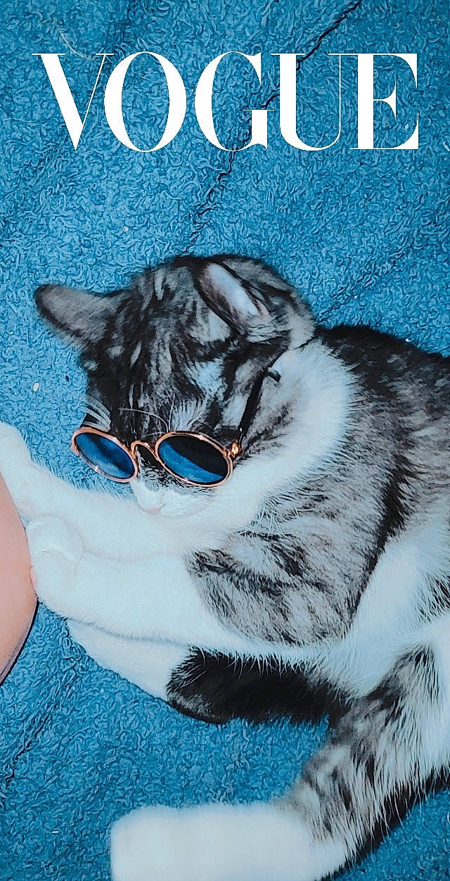 Zira a rejoint le concours — aidez-le/la à gagner de superbes lots ! blue, carnivore, cat, dog_breed, domestic_short_haired_cat, electric_blue, felidae, font, fur, illustration, organism, paw, photo_caption, poster, publication, small_to_medium_sized_cats, snout, tail, terrestrial_animal, whiskers