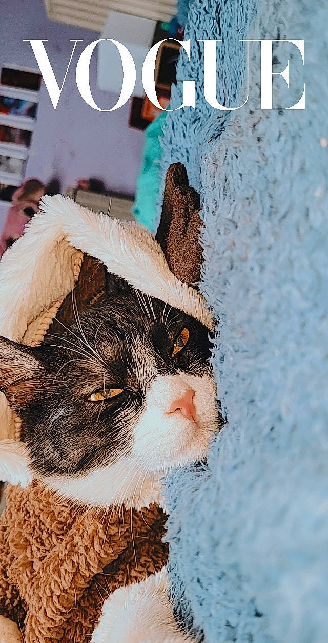 Zira participe au concours pour gagner de l'argent avec cette photo : beard, carnivore, cat, domestic_short_haired_cat, event, facial_hair, fawn, felidae, font, fur, grass, happy, holiday, moustache, paw, photo_caption, small_to_medium_sized_cats, tail, terrestrial_animal, whiskers