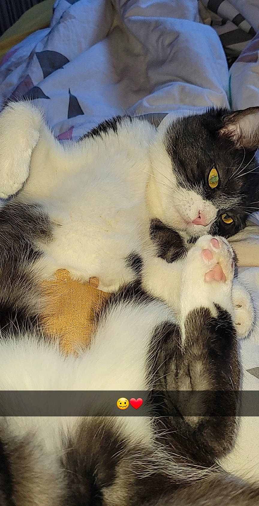 Zira participe au concours pour gagner de l'argent avec cette photo : art, carnivore, cat, claw, comfort, domestic_short_haired_cat, felidae, fur, illustration, nap, paw, photo_caption, rectangle, small_to_medium_sized_cats, square, tail, visual_arts, whiskers