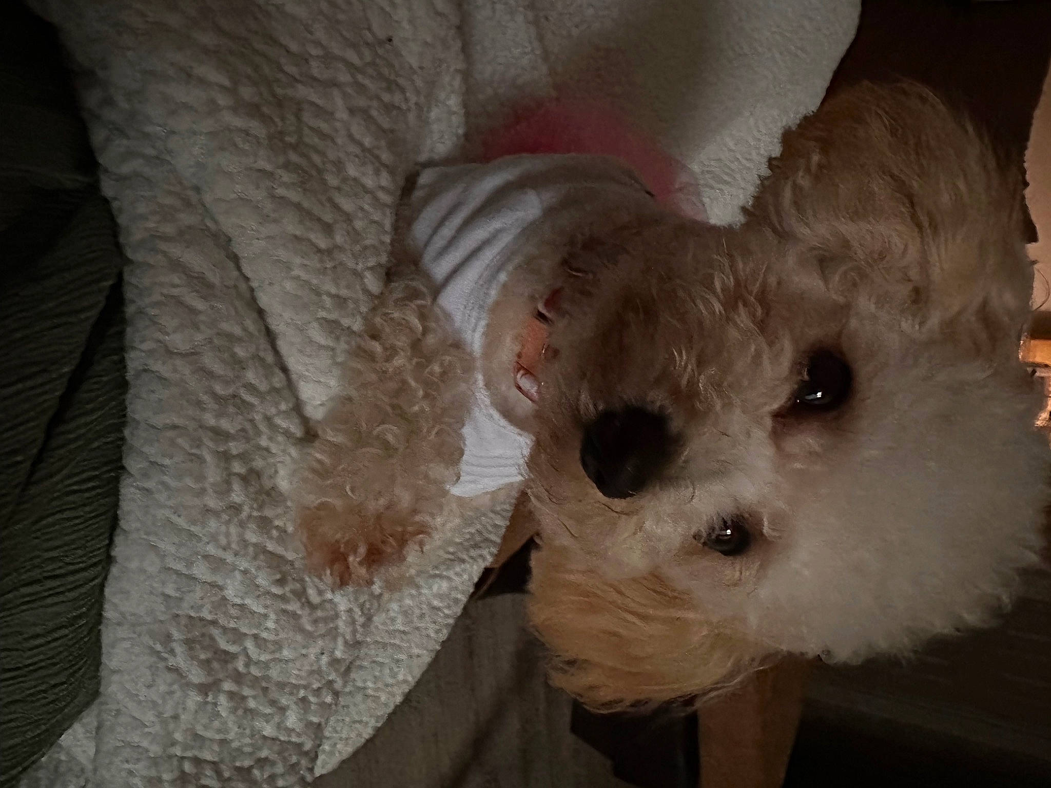 Zorah is registered to the contest to win money with this photo: canidae, carnivore, comfort, companion_dog, dog, dog_breed, dog_clothes, dog_supply, fawn, fur, pet_supply, small_terrier, snout, sporting_group, stuffed_toy, teddy_bear, terrier, toy, toy_dog, working_animal