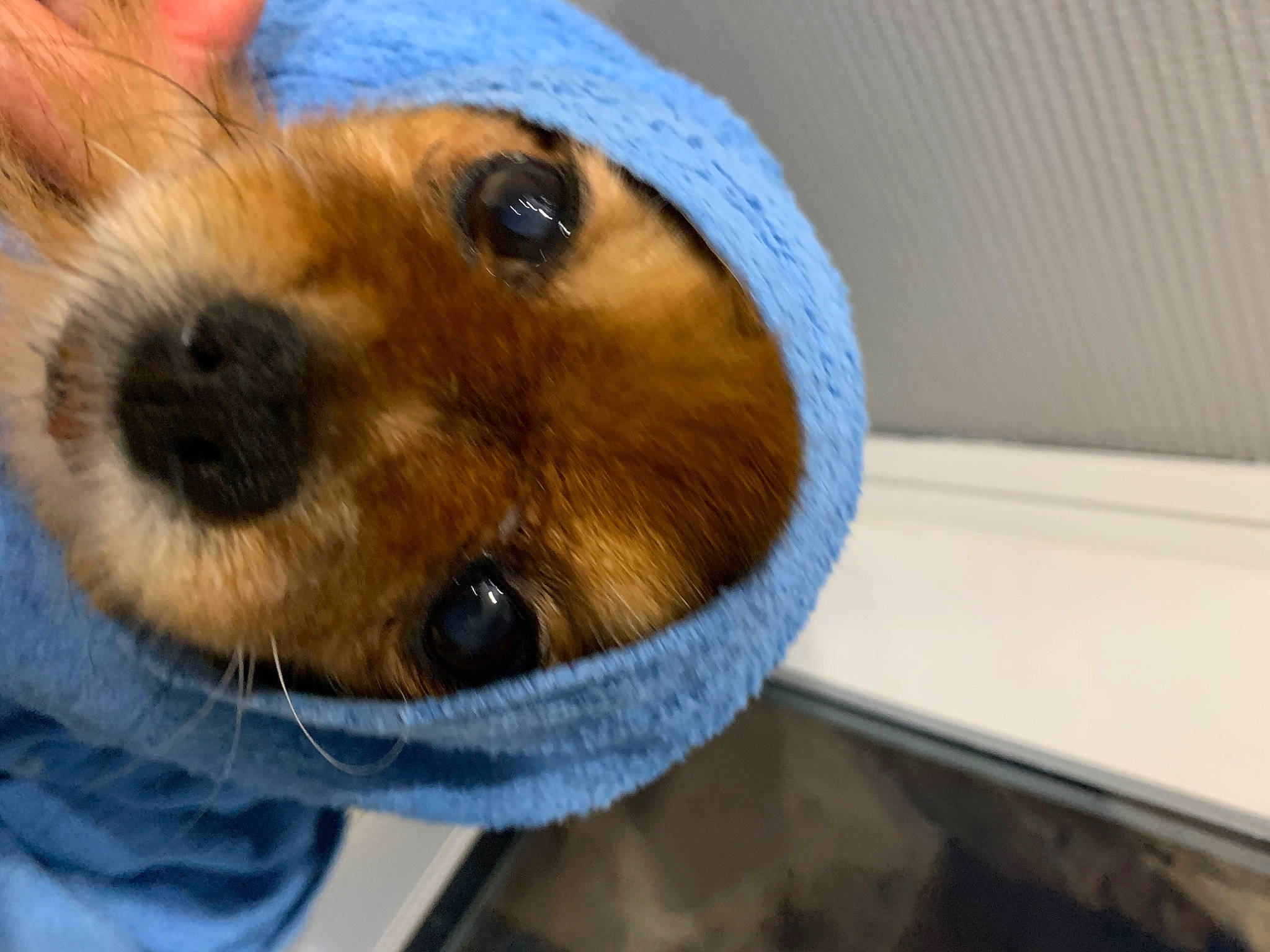 Gaminette participe au concours pour gagner de l'argent avec cette photo : animal_shelter, canidae, carnivore, collar, companion_dog, dog, dog_breed, dog_supply, fawn, fur, hat, pet_supply, puppy, snout, sporting_group, sunglasses, terrier, toy_dog, whiskers, working_animal