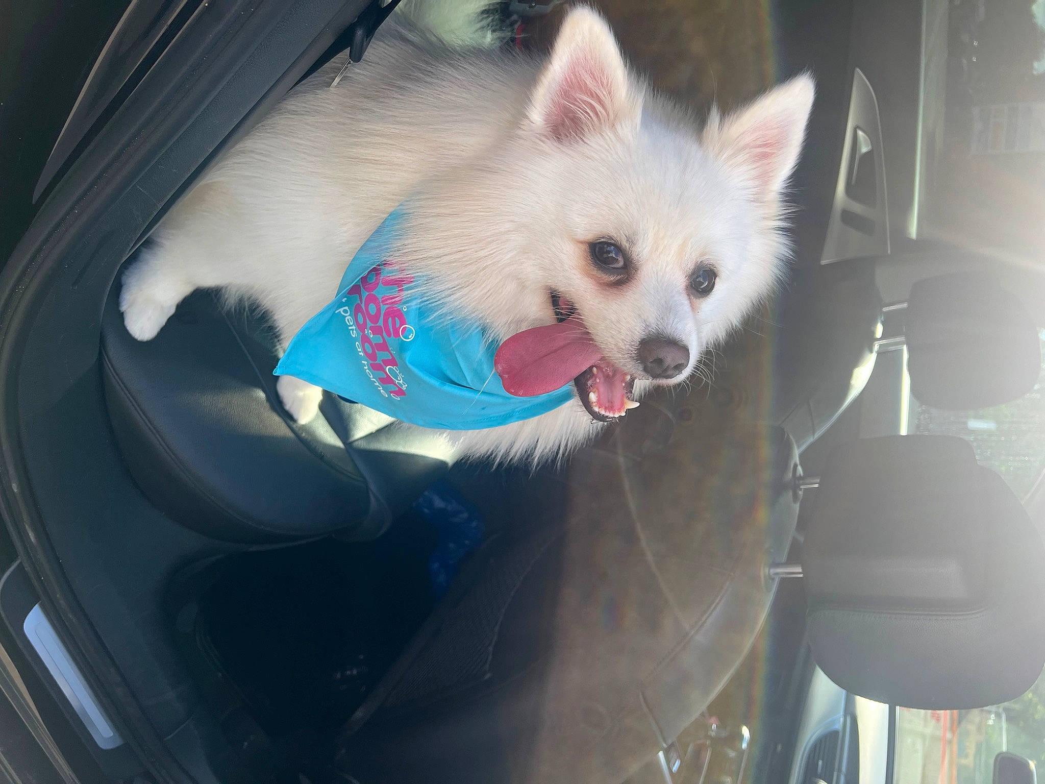 Bobo is registered to the contest to win money with this photo: automotive_design, automotive_exterior, canidae, car, carnivore, companion_dog, corgi_chihuahua, dog, dog_breed, dog_supply, electric_blue, fawn, fur, hood, samoyed, snout, spitz, toy_dog, vehicle, whiskers
