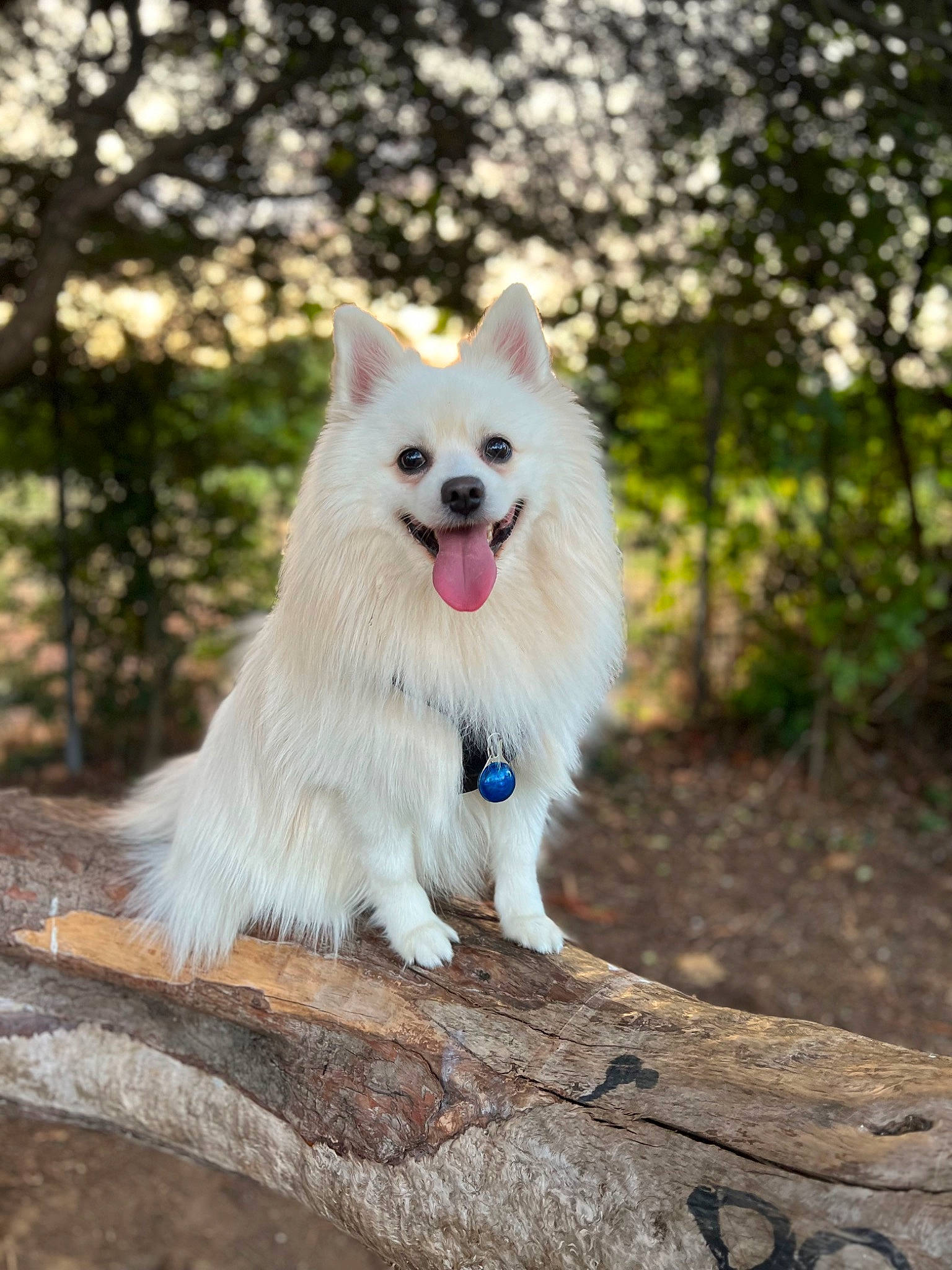 Bobo joined the competition — help win amazing prizes! american_eskimo_dog, canidae, carnivore, collar, companion_dog, dog, dog_breed, fur, german_spitz, german_spitz_mittel, indian_spitz, japanese_spitz, plant, samoyed, spitz, sporting_group, tail, tree, volpino_italiano, wood