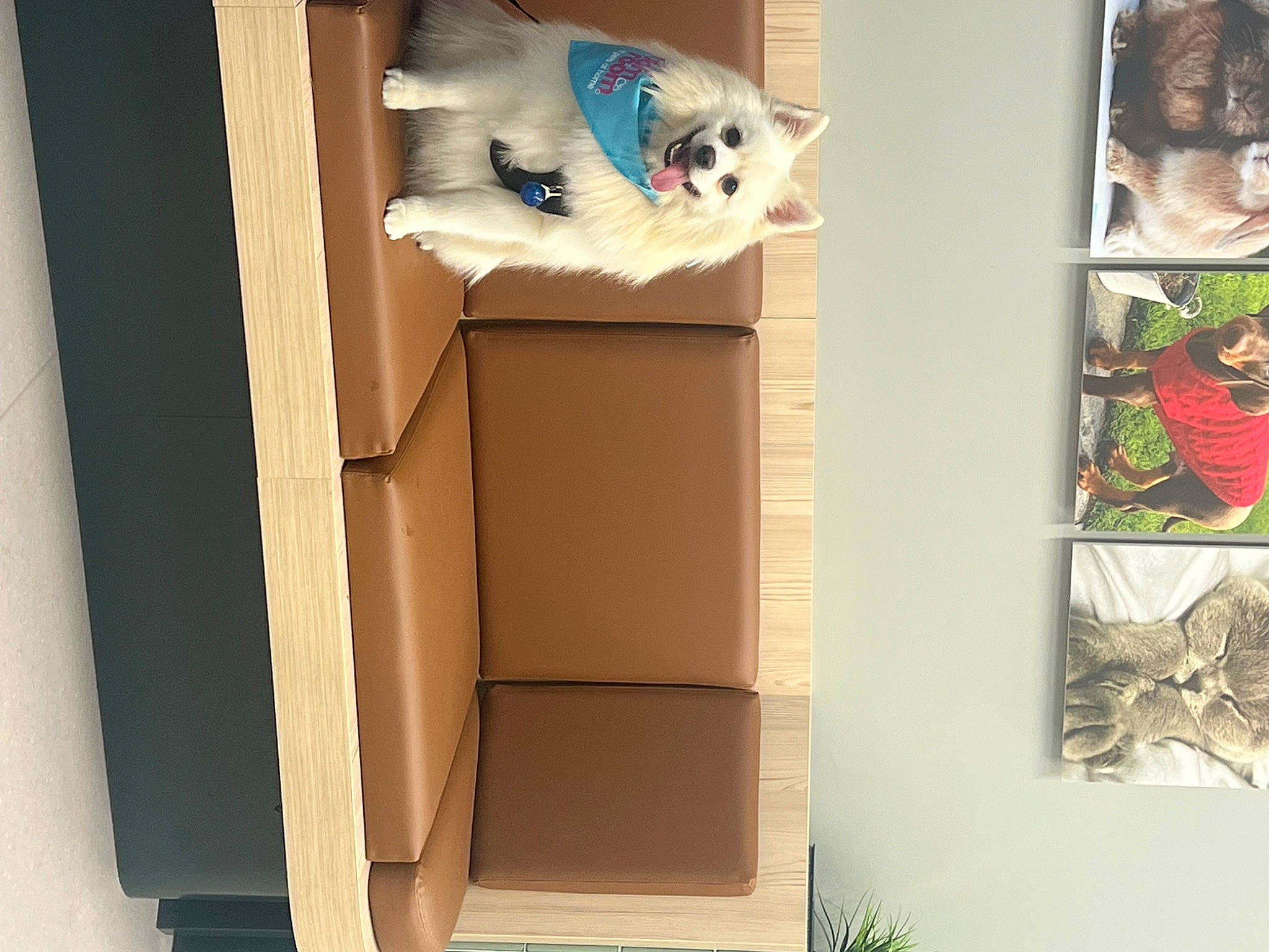 Bobo is registered to the contest to win money with this photo: art, cabinetry, carnivore, cat, chair, comfort, companion_dog, curtain, dog, dog_supply, door, felidae, flooring, hardwood, plant, shelf, shelving, small_to_medium_sized_cats, tail, wood