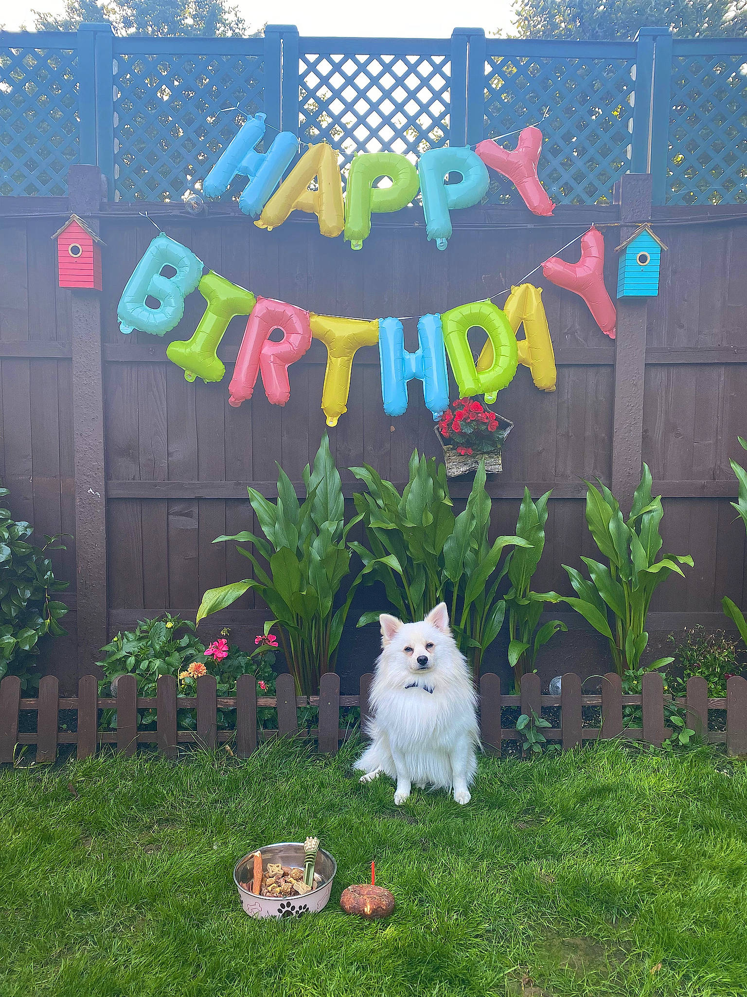 Bobo is registered to the contest to win money with this photo: annual_plant, art, carnivore, companion_dog, dog_breed, environmental_art, felidae, flower, garden, grass, landscaping, lawn, leaf, leisure, plant, shrub, small_to_medium_sized_cats, spring, tail, vertebrate