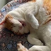 Lady joined the competition — help win amazing prizes! cat, sleeping, sleepy, orange_and_white, feline, pet, animal, curled_up, cozy, blanket, plush, indoors, nap, paws, tail, fur, relaxed, cute, close_up, portrait