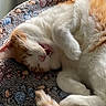cat, sleeping, sleepy, orange_and_white, feline, pet, animal, curled_up, cozy, blanket, plush, indoors, nap, paws, tail, fur, relaxed, cute, close_up, portrait