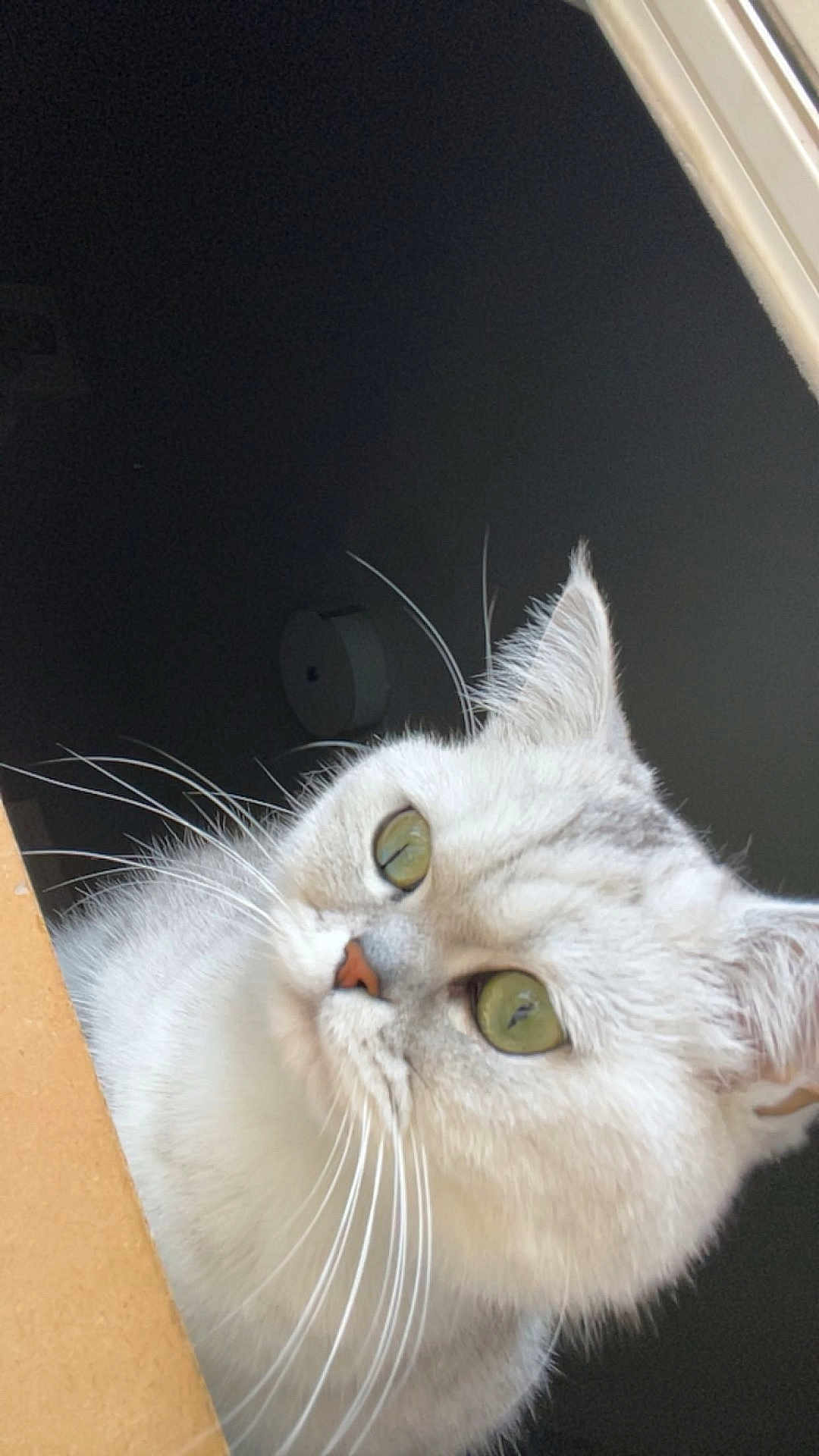 Kitsi is registered to the contest to win money with this photo: alert, animal, cat, close_up, curious, cute, domestic_animal, ears, face, feline, fur, green_eyes, indoor, looking, nose, pet, portrait, soft_fur, whiskers, white_cat