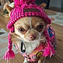 dog, small_dog, pink_hat, knit_hat, pom_pom, dog_clothing, colorful_jacket, indoor, wooden_floor, pet, cute, close_up, fur, ears, animal, portrait, fashion, accessory, domestic, canine