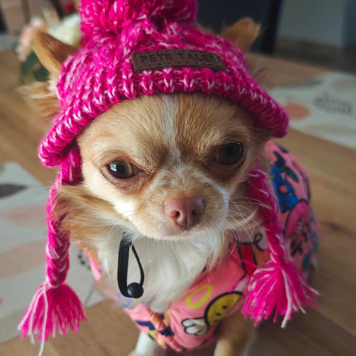 Rosie a rejoint le concours — aidez-le/la à gagner de superbes lots ! accessory, animal, canine, close_up, colorful_jacket, cute, dog, dog_clothing, domestic, ears, fashion, fur, indoor, knit_hat, pet, pink_hat, pom_pom, portrait, small_dog, wooden_floor
