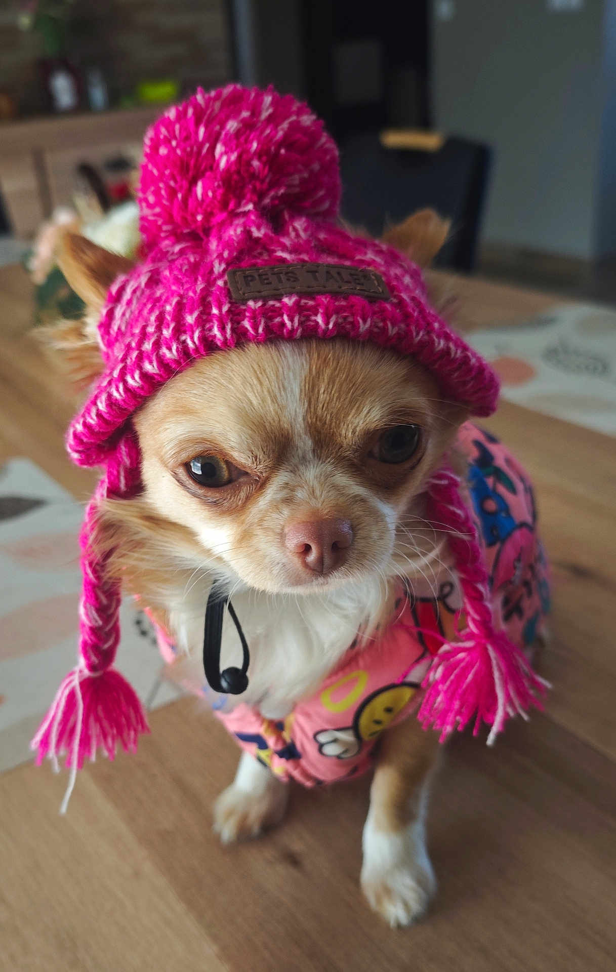 Rosie a rejoint le concours — aidez-le/la à gagner de superbes lots ! dog, small_dog, pink_hat, knit_hat, pom_pom, dog_clothing, colorful_jacket, indoor, wooden_floor, pet, cute, close_up, fur, ears, animal, portrait, fashion, accessory, domestic, canine