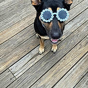 Lilly joined the competition — help win amazing prizes! animal, black_and_tan, dog, fashionable, flower_glasses, front_view, funny, happy, outdoor, pet, photogenic, playful, pointed_ears, portrait, short_hair, smiling, standing, sunglasses, sunny, wooden_deck