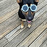 animal, black_and_tan, dog, fashionable, flower_glasses, front_view, funny, happy, outdoor, pet, photogenic, playful, pointed_ears, portrait, short_hair, smiling, standing, sunglasses, sunny, wooden_deck