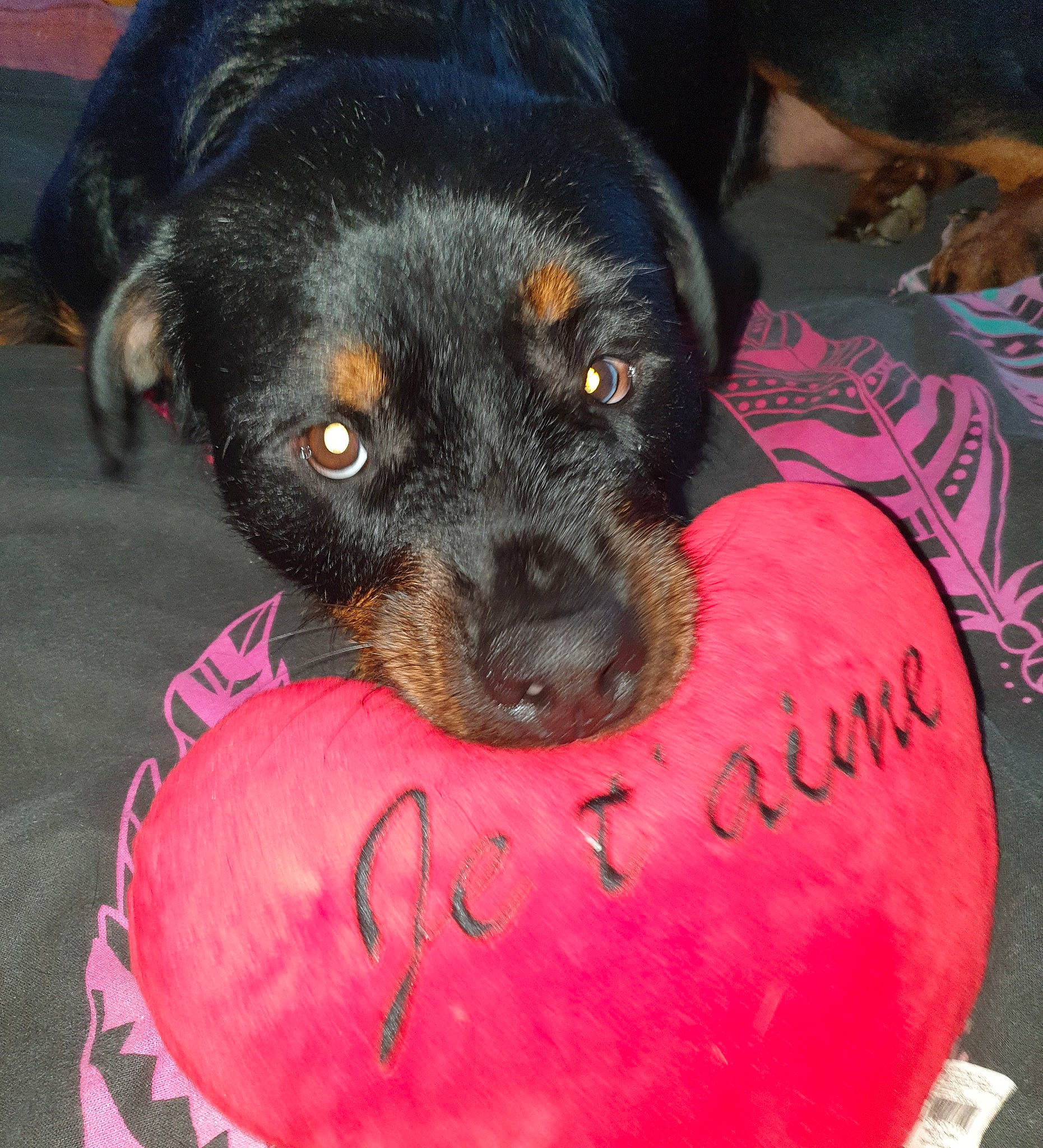 Midona participe au concours pour gagner de l'argent avec cette photo : canidae, carnivore, comfort, companion_dog, dog, dog_bed, dog_breed, dog_supply, fur, guard_dog, paw, rottweiler, small_terrier, snout, sporting_group, terrier, toy_dog, whiskers, working_animal, working_dog