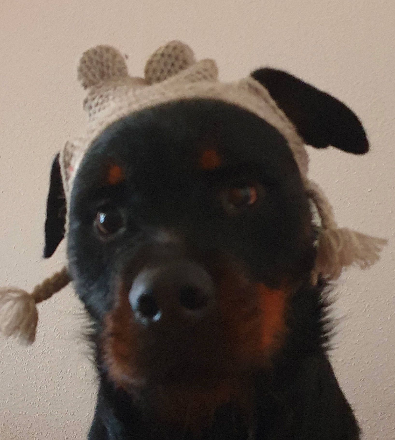 Midona a rejoint le concours — aidez-le/la à gagner de superbes lots ! canidae, carnivore, companion_dog, dog, dog_breed, dog_collar, ear, fawn, fur, mammal, paw, puppy, snout, sporting_group, terrestrial_animal, toy_dog, vertebrate, whiskers, working_animal, working_dog