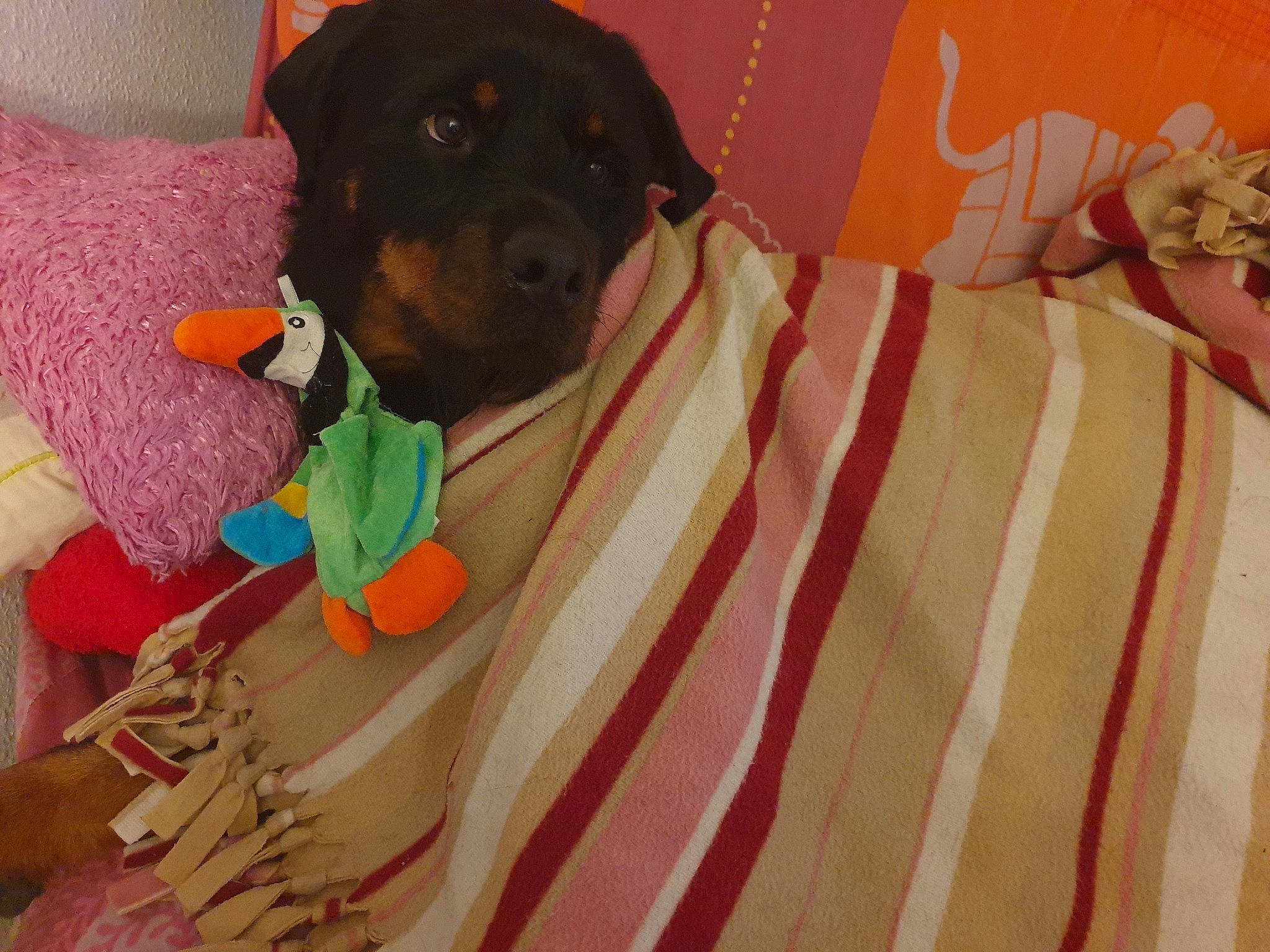 Midona participe au concours pour gagner de l'argent avec cette photo : carnivore, comfort, companion_dog, dog, dog_breed, dog_clothes, dog_supply, fawn, fur, linens, magenta, orange, pattern, peach, pet_supply, pink, room, sleeve, stuffed_toy, working_animal