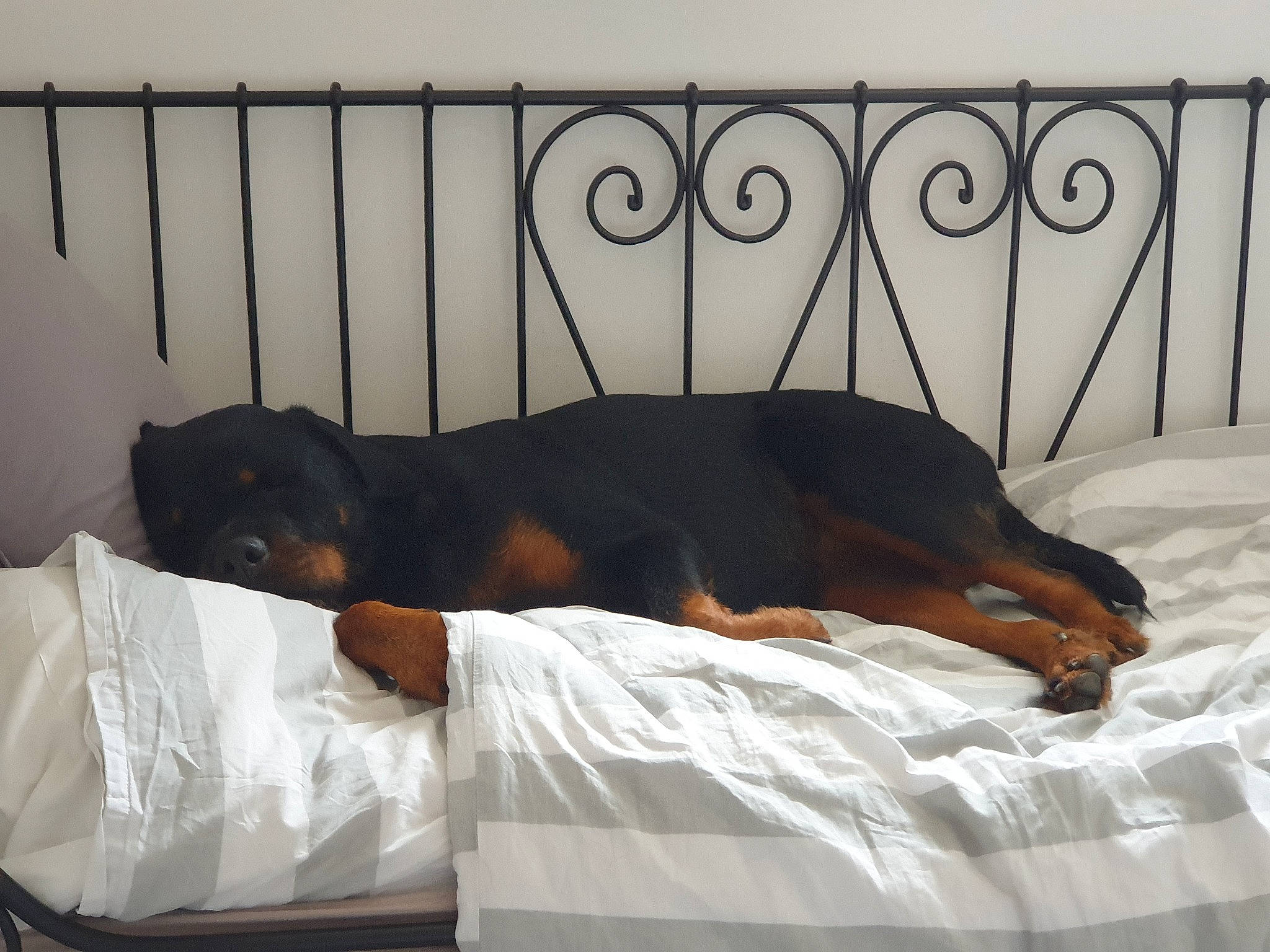 Midona a rejoint le concours — aidez-le/la à gagner de superbes lots ! bed, bed_frame, bedding, bedroom, carnivore, comfort, companion_dog, dog, dog_breed, fawn, fence, linens, room, sporting_group, studio_couch, tail, vertebrate, window, wood, working_animal
