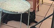 Cosmo joined the competition — help win amazing prizes! animal, balcony, black_cat, cat, feline, furniture, green_eyes, long_hair, lying_down, metal_railing, outdoor, patio, pet, placemat, portrait, resting, stool, stroller, table, tiled_floor