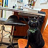 Cosmo joined the competition — help win amazing prizes! animal, black_cat, calendar, cat, chair, collar, desk, floor_tiles, harness, indoor, medical_equipment, office, pet, portrait, sink, sitting, stethoscope, veterinary_clinic, wide_eyes, wooden_furniture