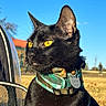 Cosmo is registered to the contest to win money with this photo: alert, animal, backpack, black_cat, blue_sky, cat, closeup, collar, feline, field, fur, golden_eyes, harness, outdoor, park, pet, portrait, sunlight, tag, whiskers