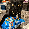 animal, black_cat, cat, close_up, collar, countertop, feline, funny, golden_eyes, groceries, indoors, kitchen, packaging, pet, portrait, sitting, snack_bag, tag, whiskers, wide_eyed