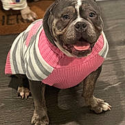 Madam Sky is registered to the contest to win money with this photo: animal, canine, clothing, cozy, cute, dog, domestic, floor, friendly, fur, gray, happy, indoor, pet, pink, portrait, short_hair, smiling, striped, sweater
