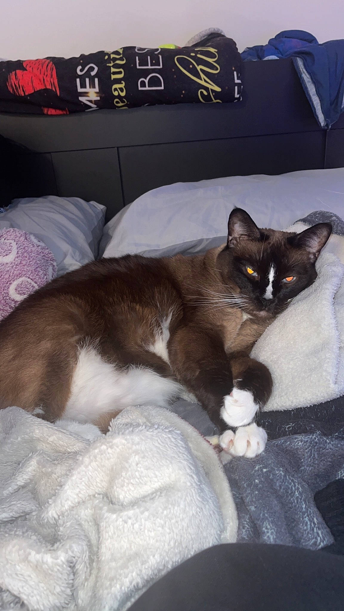 Lucia joined the competition — help win amazing prizes! bedding, carnivore, cat, cat_supply, claw, comfort, domestic_short_haired_cat, felidae, font, fur, grey, linens, paw, room, small_to_medium_sized_cats, tail, whiskers