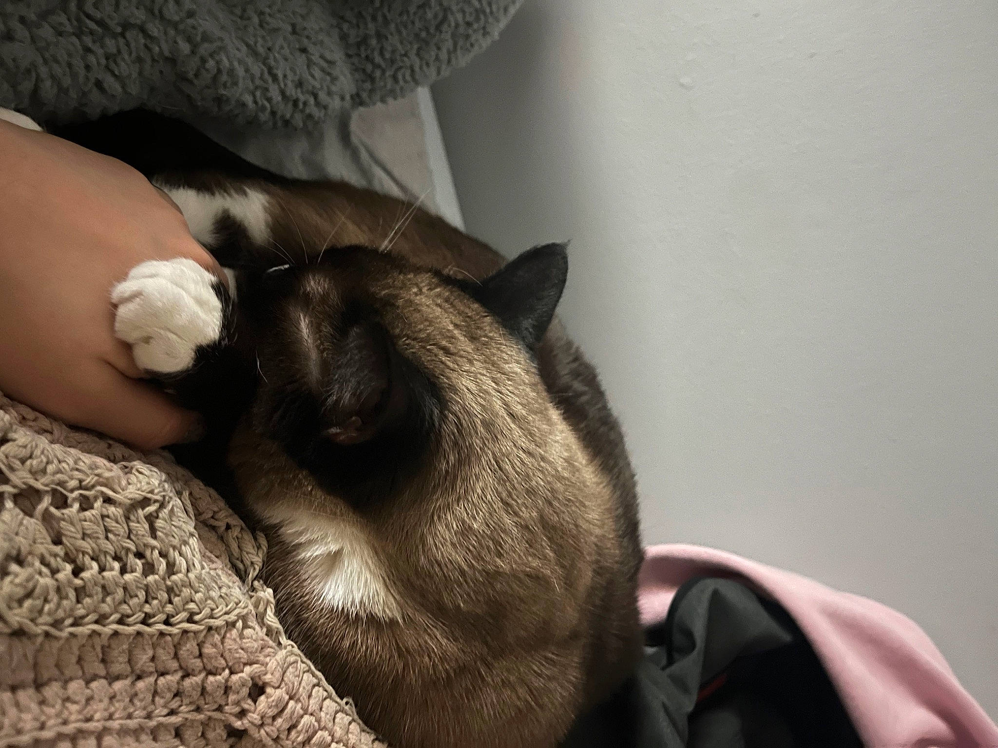 Lucia is registered to the contest to win money with this photo: carnivore, cat, comfort, companion_dog, couch, dog_breed, domestic_short_haired_cat, ear, fawn, felidae, fur, grey, human_leg, linens, nap, paw, small_to_medium_sized_cats, snout, tail, whiskers