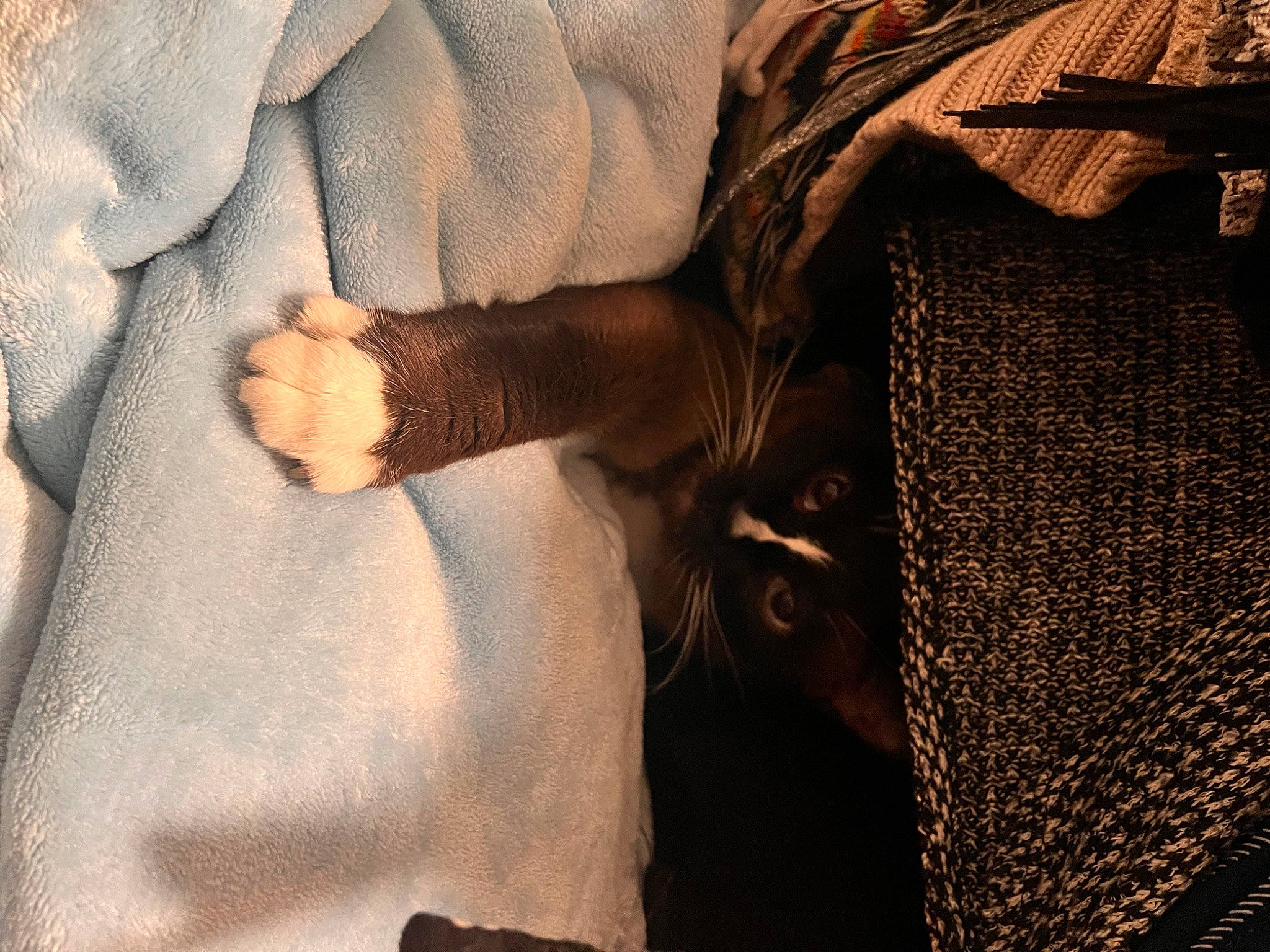 Lucia joined the competition — help win amazing prizes! barefoot, comfort, denim, flooring, foot, fur, gesture, grey, human_leg, knee, leather, linens, nail, sleeve, thumb, tints_and_shades, toe, wood, wool, wrist