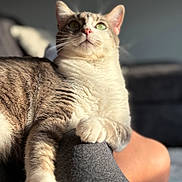 Milo joined the competition — help win amazing prizes! cat, feline, indoor, pet, relaxed, sunlight, green_eyes, fur, paw, whiskers, portrait, close_up, blurred_background, cozy, resting, animal, cute, tabby, soft, domestic